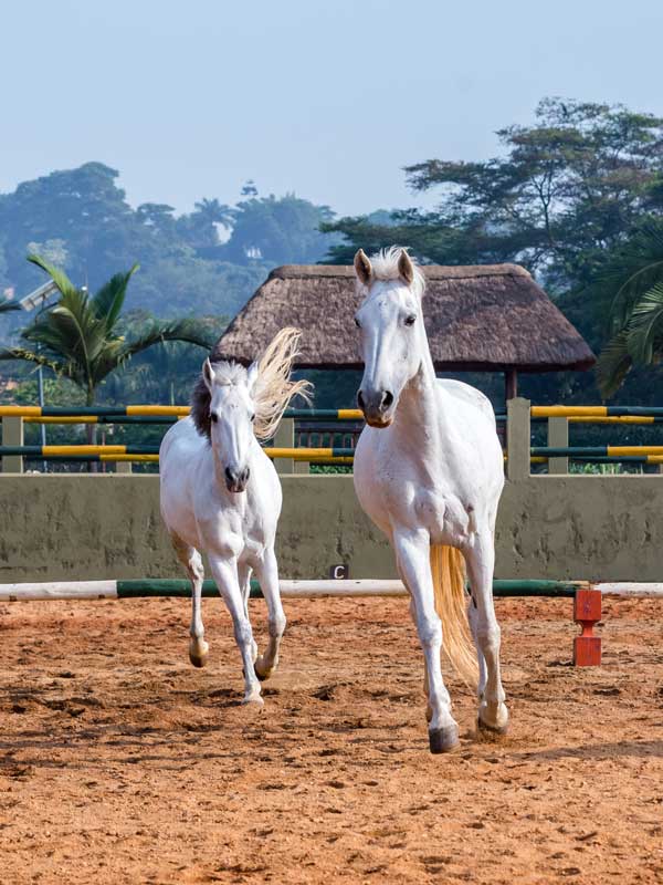 equestrian-centre