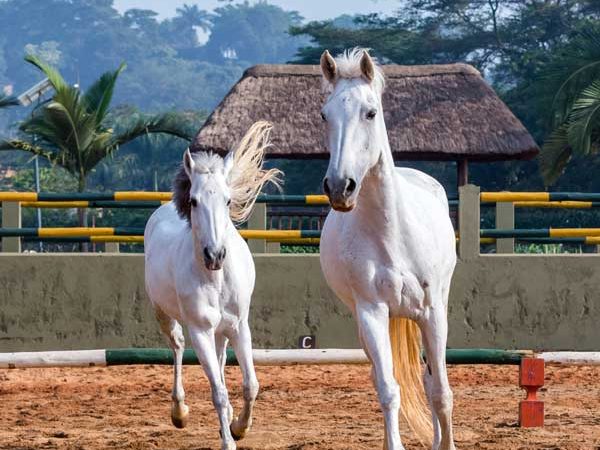 Speke Resort Munyonyo -equestrian