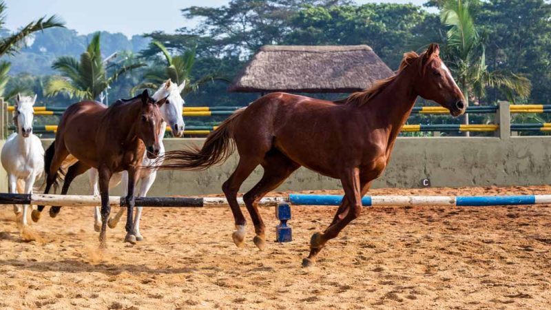 Speke Resort Munyonyo -equestrian